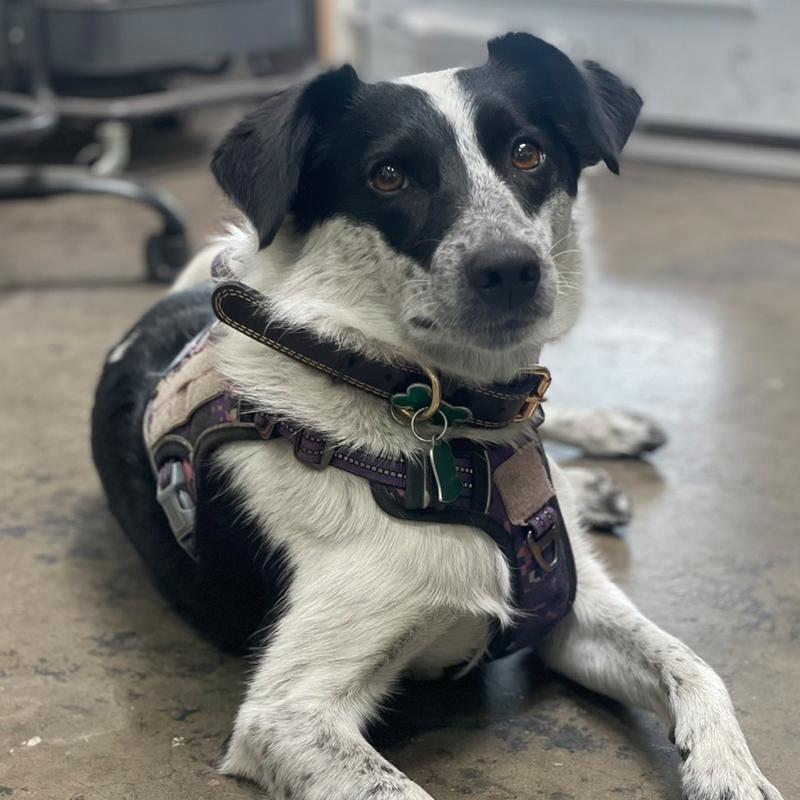 LeeLoo West Coast Samples Pup